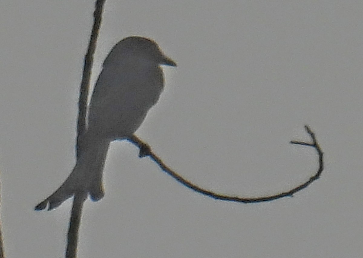 White-bellied Drongo - ML644300191
