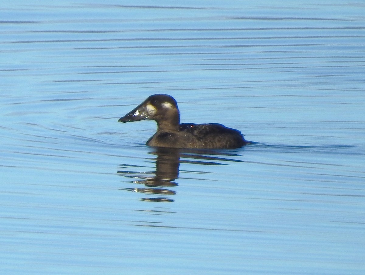 Surf Scoter - ML644300192
