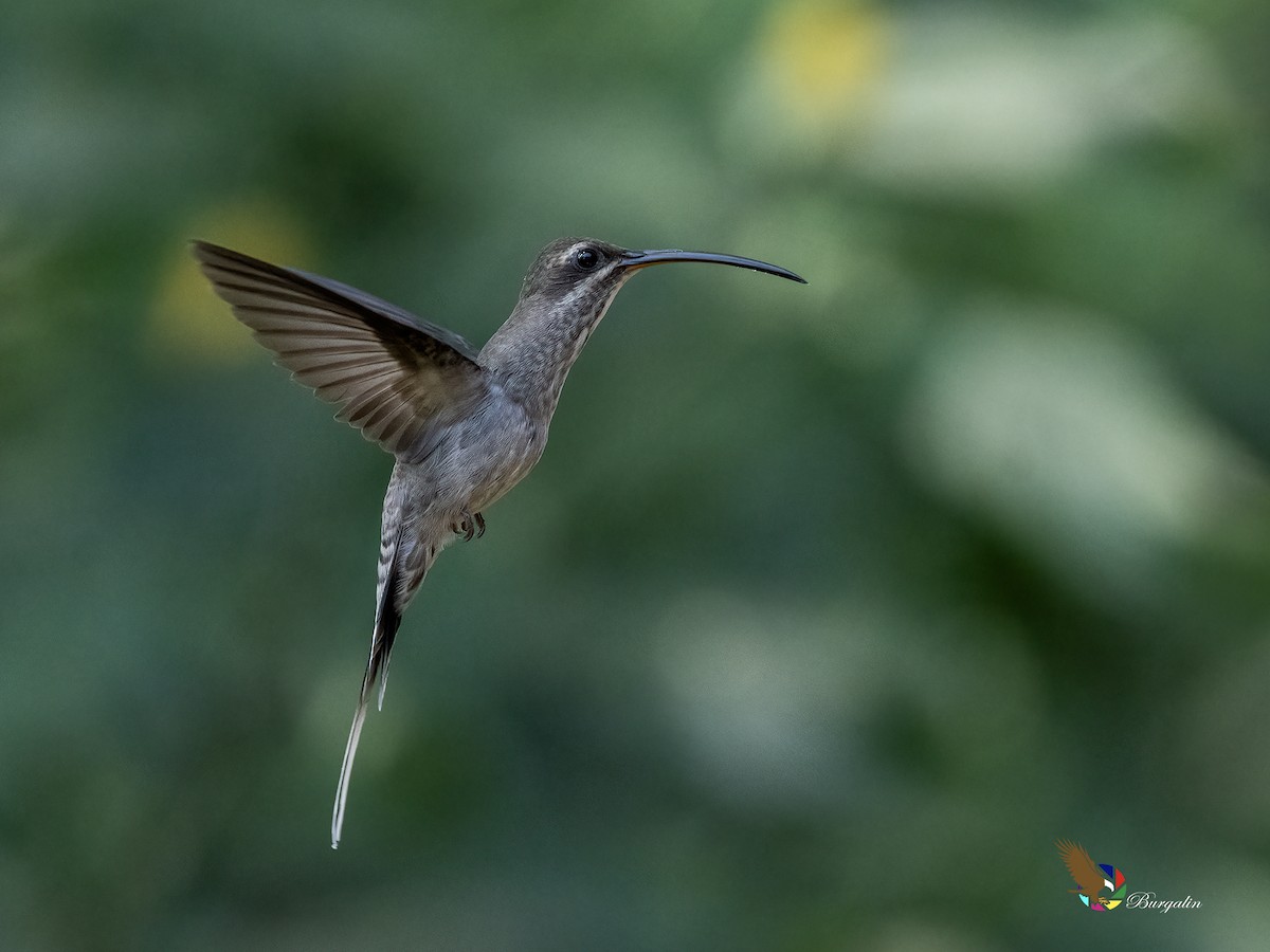 White-bearded Hermit - ML644300194