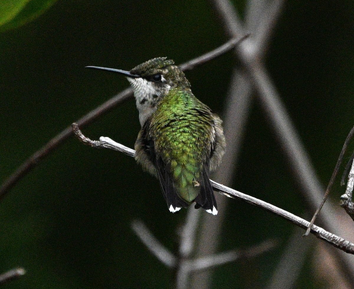Ruby-throated Hummingbird - ML644300195