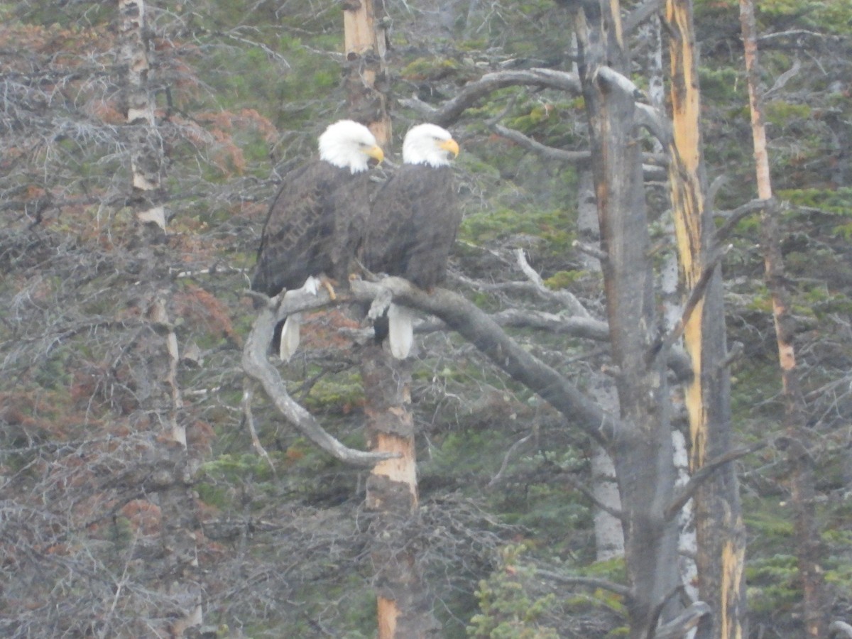 Bald Eagle - ML644300196