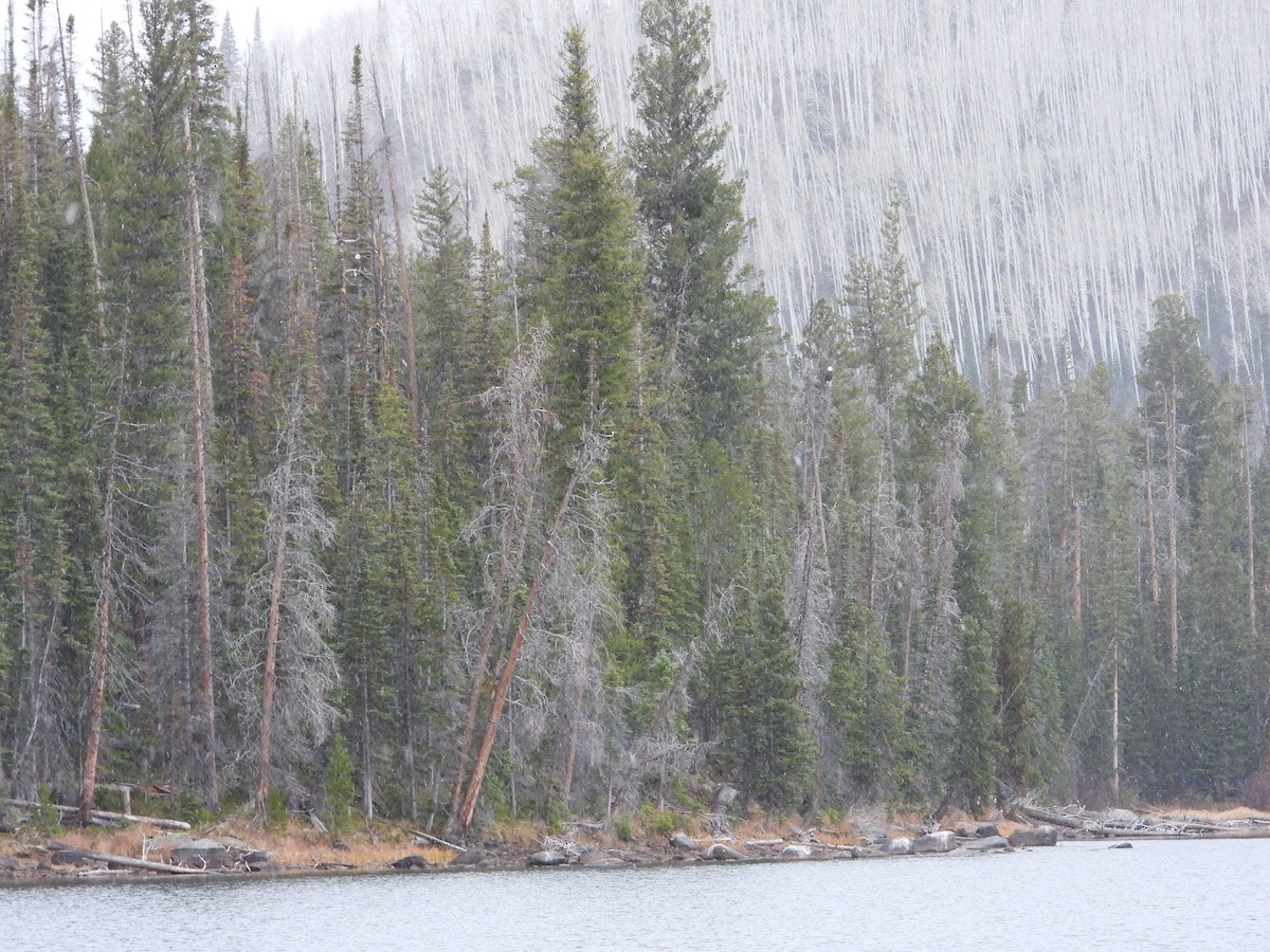 Bald Eagle - ML644300197