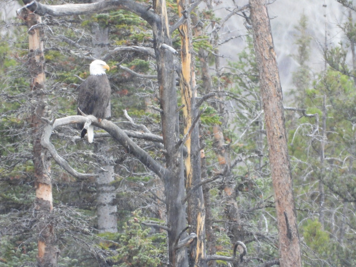 Bald Eagle - ML644300198