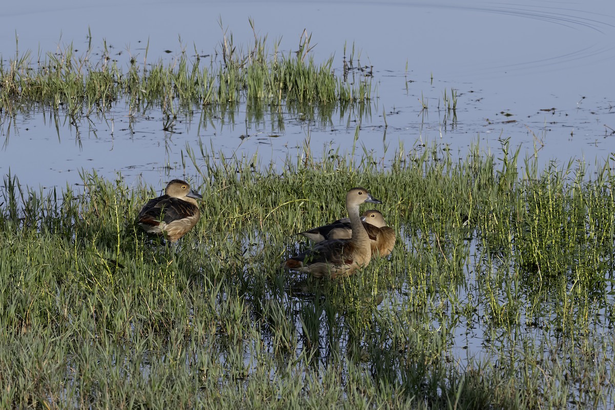 Lesser Whistling-Duck - ML644300199