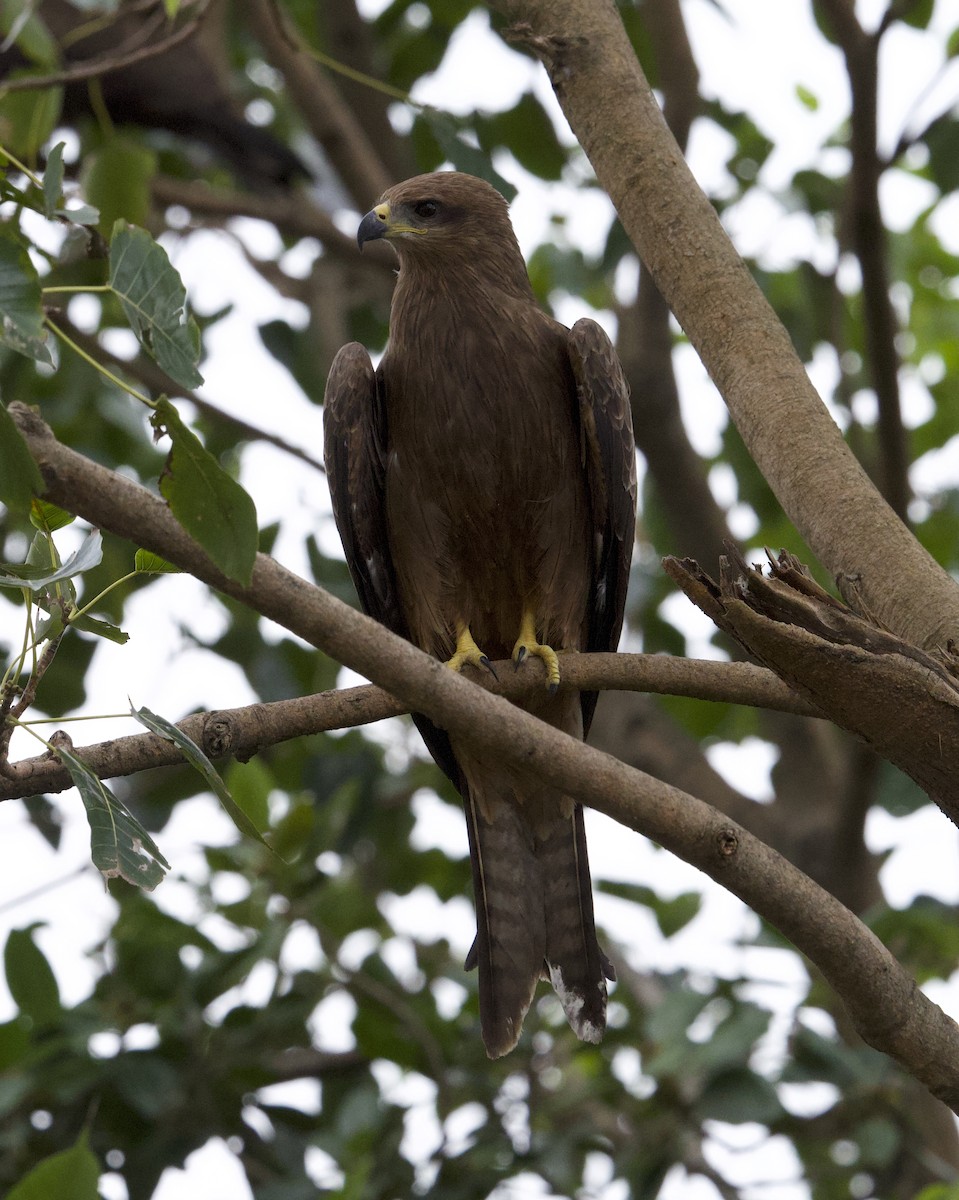 Black Kite - ML644300203