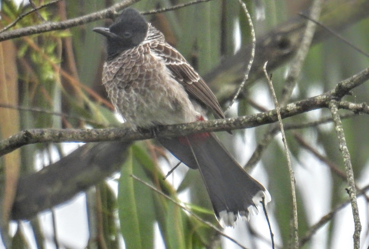 Red-vented Bulbul - ML644300205