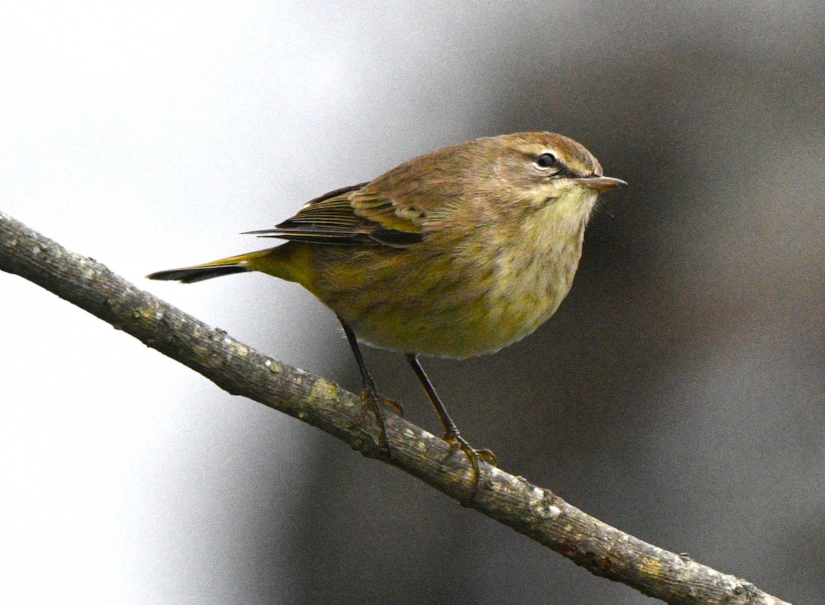 Palm Warbler - ML644300206