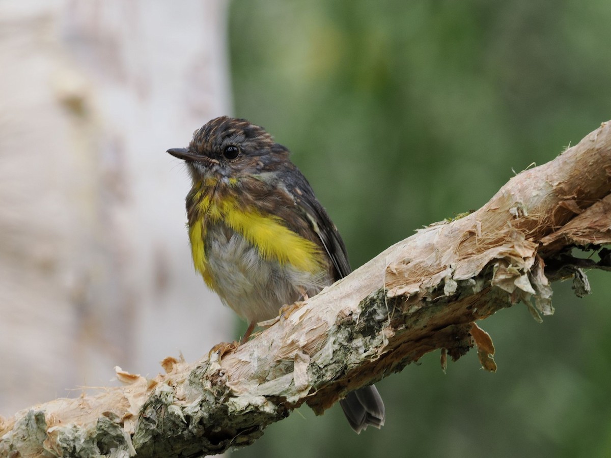 Eastern Yellow Robin - ML644300207