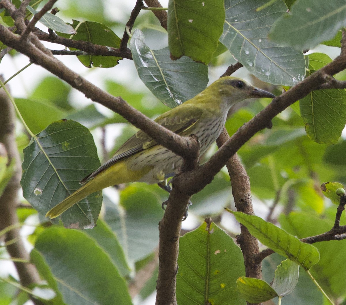 Indian Golden Oriole - ML644300208