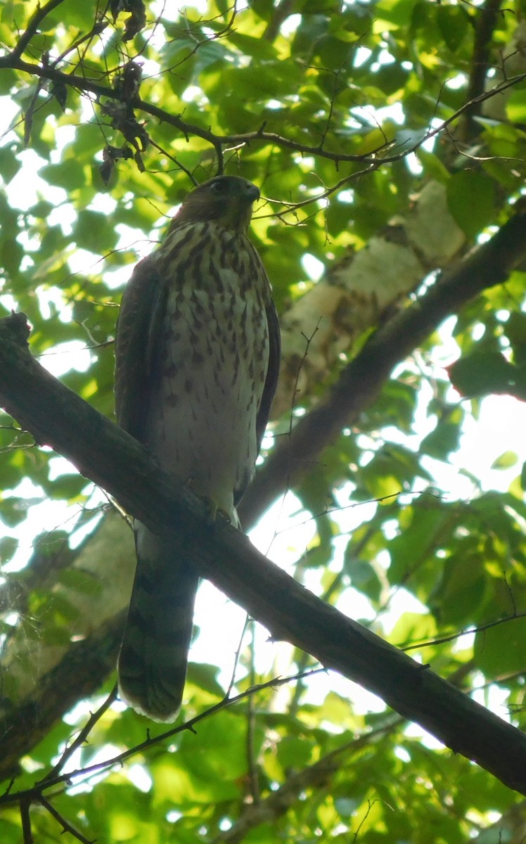 Cooper's Hawk - ML64430021