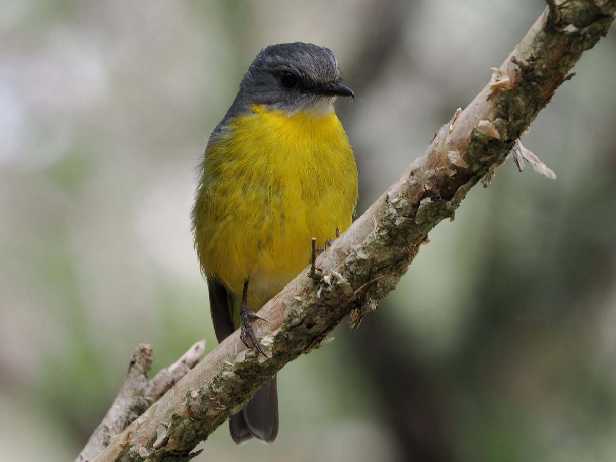 Eastern Yellow Robin - ML644300214