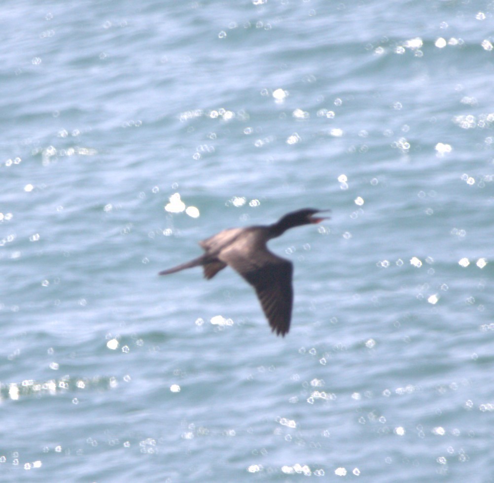 Neotropic Cormorant - ML644300216