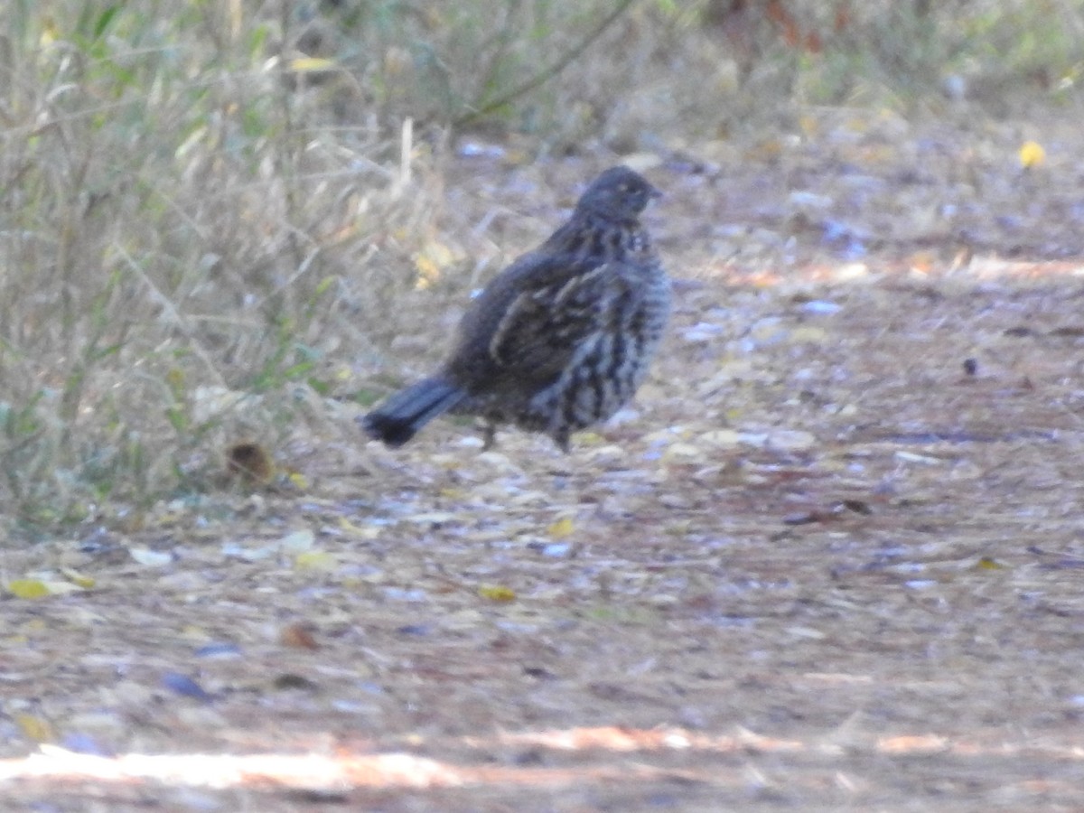 Ruffed Grouse - ML644300217