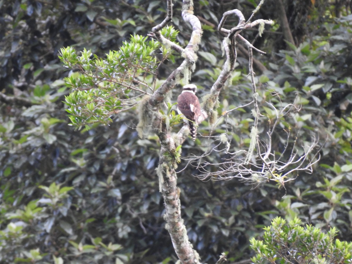 Laughing Falcon - ML644300218