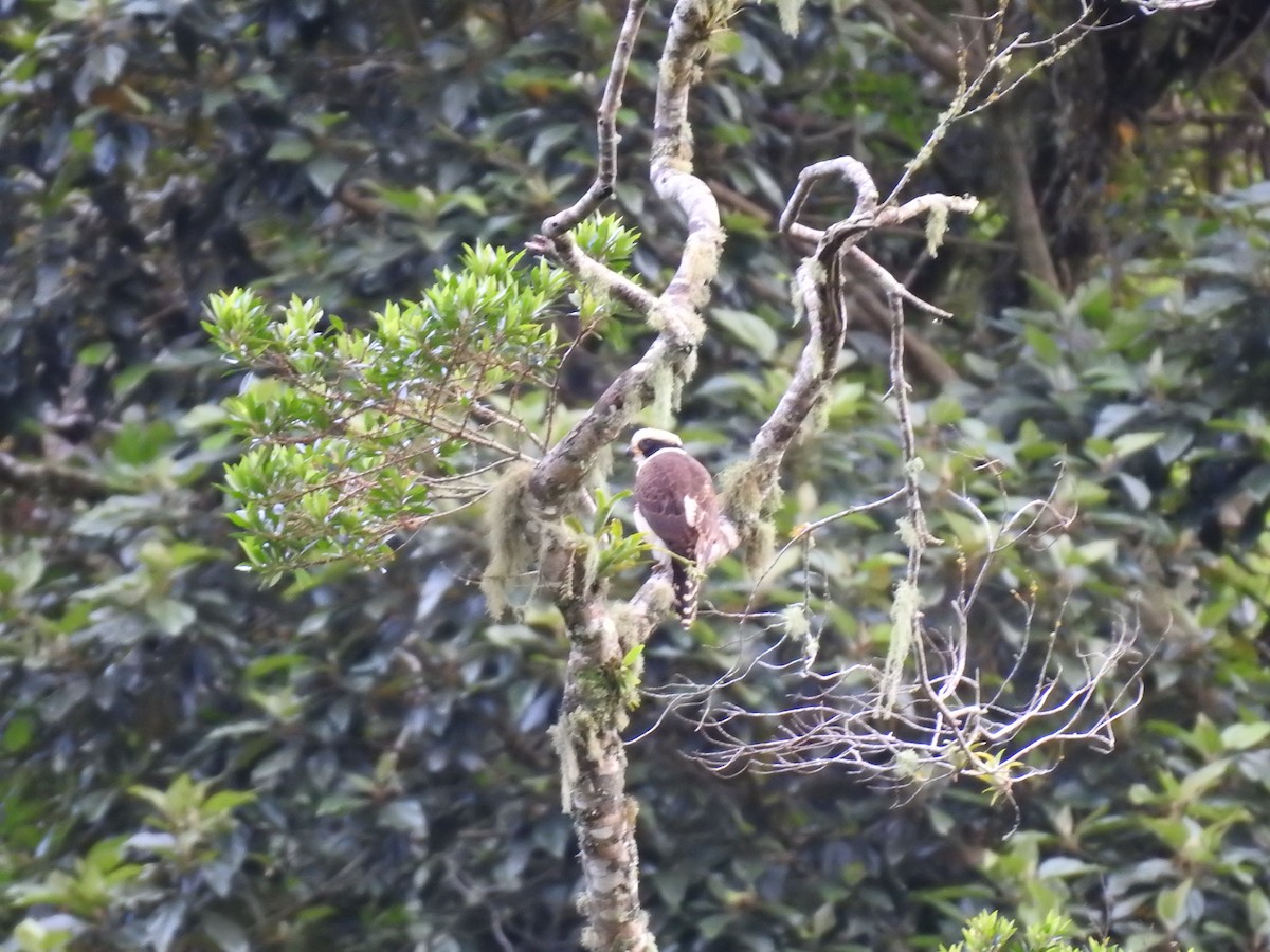 Laughing Falcon - ML644300220