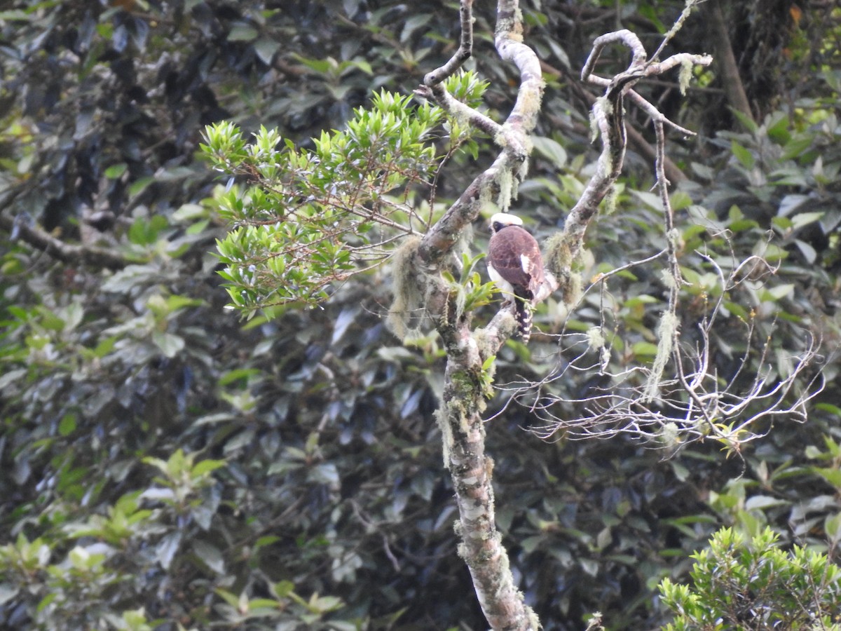 Laughing Falcon - ML644300221