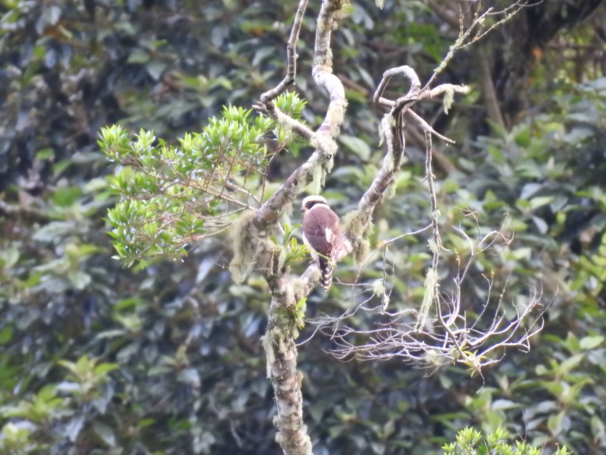 Laughing Falcon - ML644300222