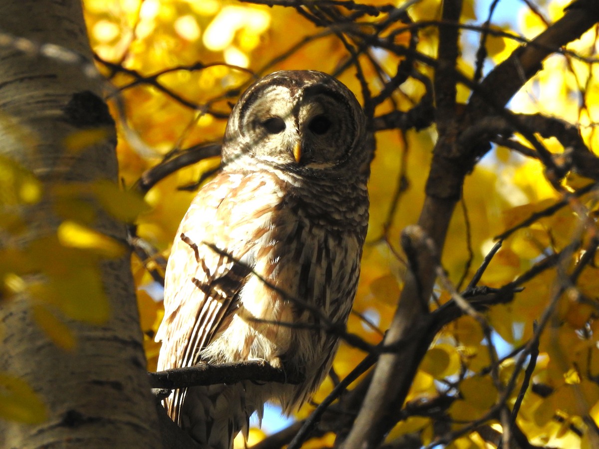 Barred Owl - ML644300223