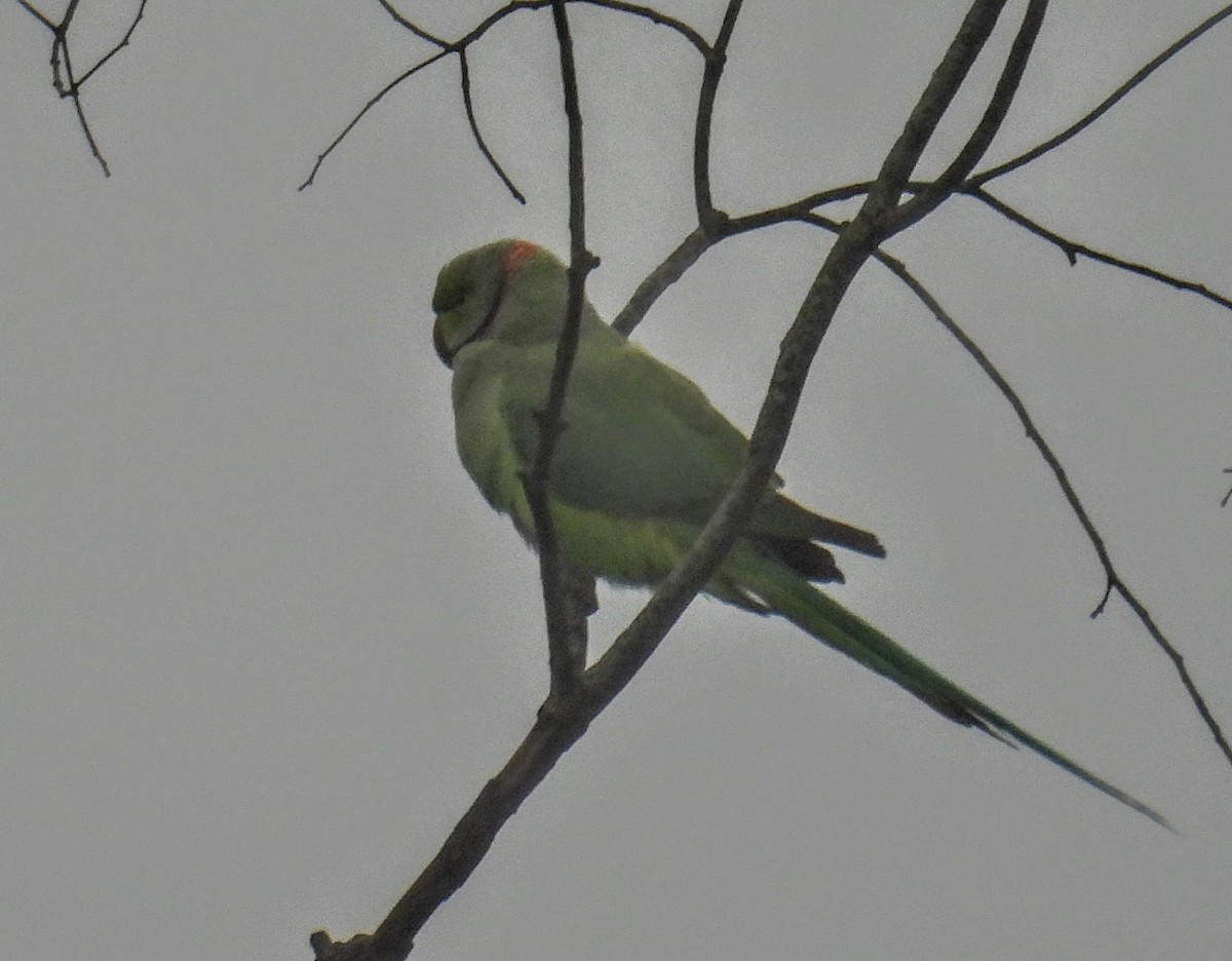 紅領綠鸚鵡 - ML644300225