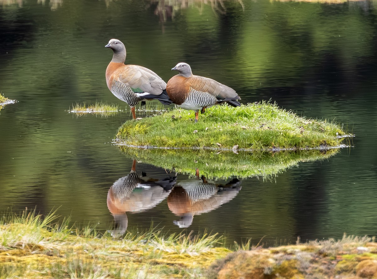 Ashy-headed Goose - ML644300226
