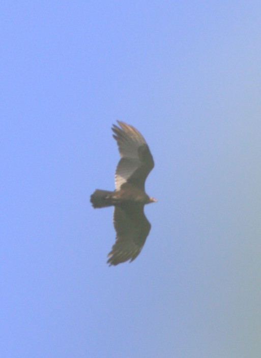 Turkey Vulture - ML644300229