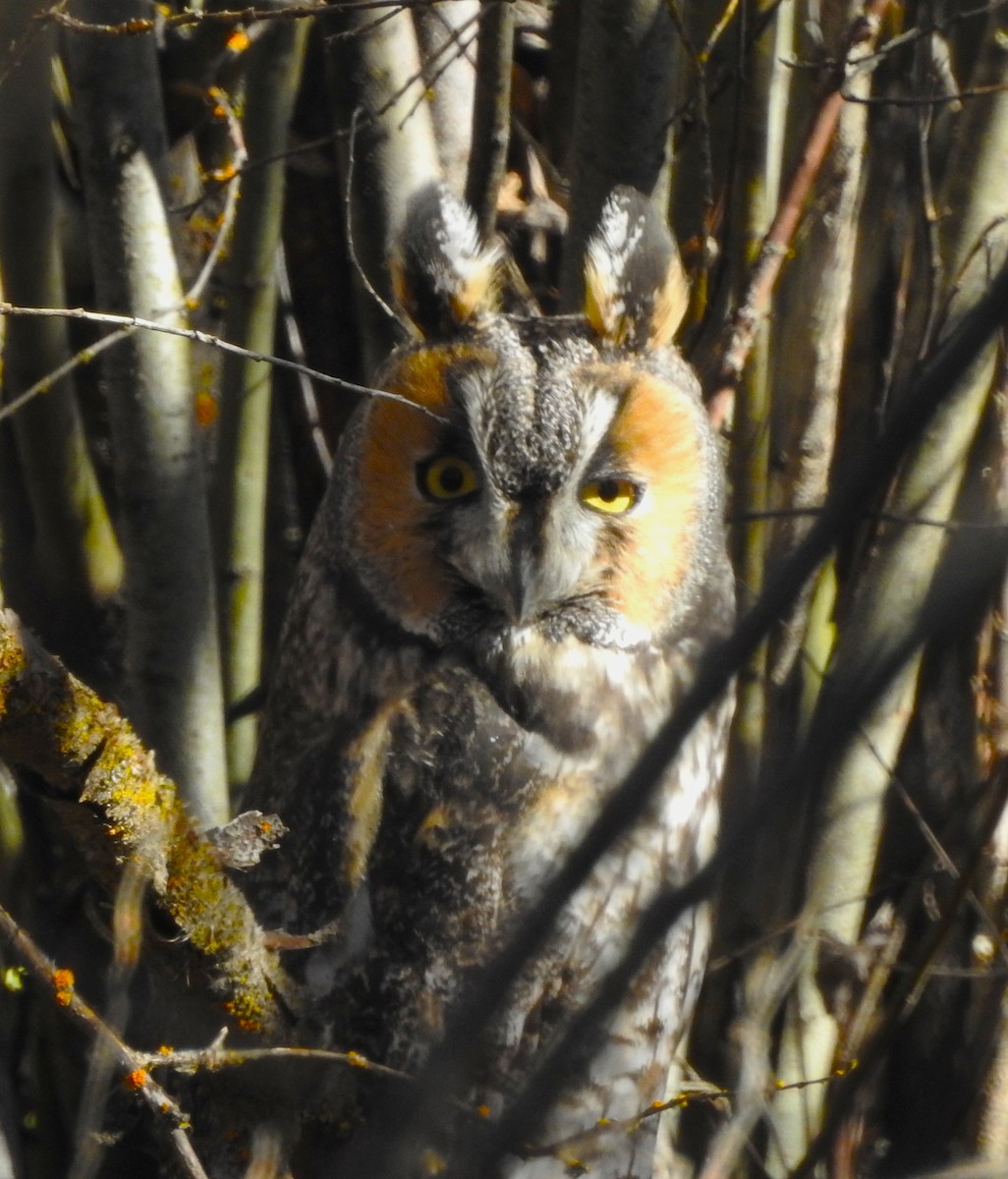 Long-eared Owl - ML644300231