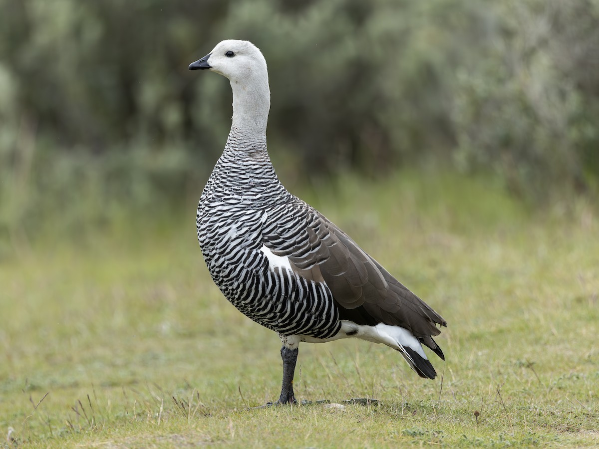 Upland Goose (Bar-breasted) - ML644300232