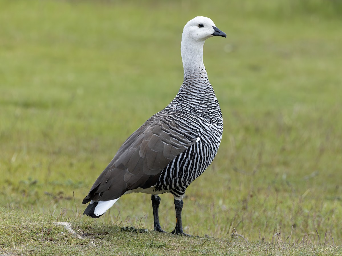 Upland Goose (Bar-breasted) - ML644300233