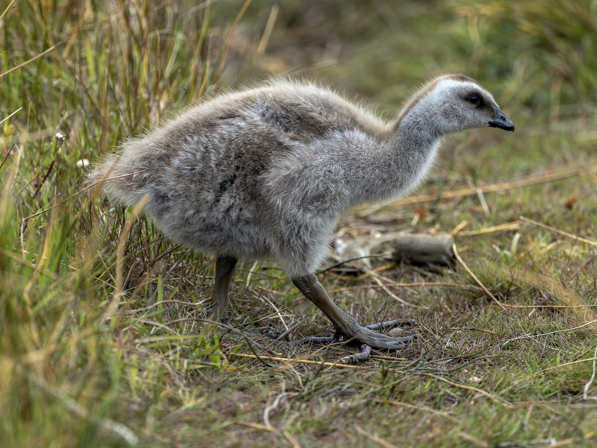 Upland Goose (Bar-breasted) - ML644300234