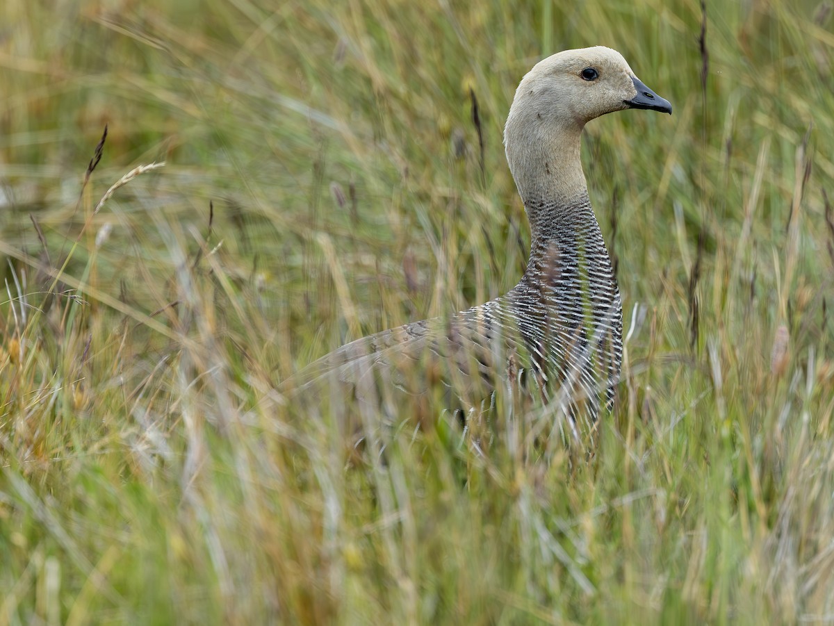 Upland Goose (Bar-breasted) - ML644300235