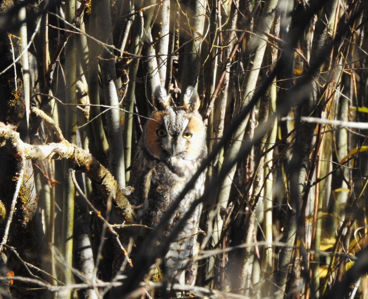 Gufo comune - ML644300240