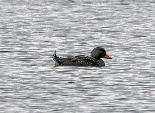 オオフナガモ - ML644300244