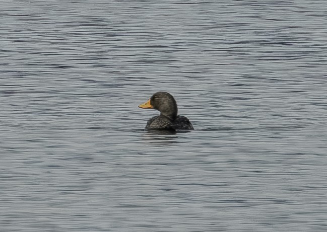 オオフナガモ - ML644300245