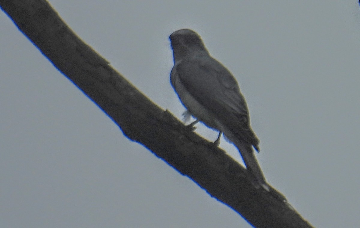 Indian Cuckooshrike - ML644300258
