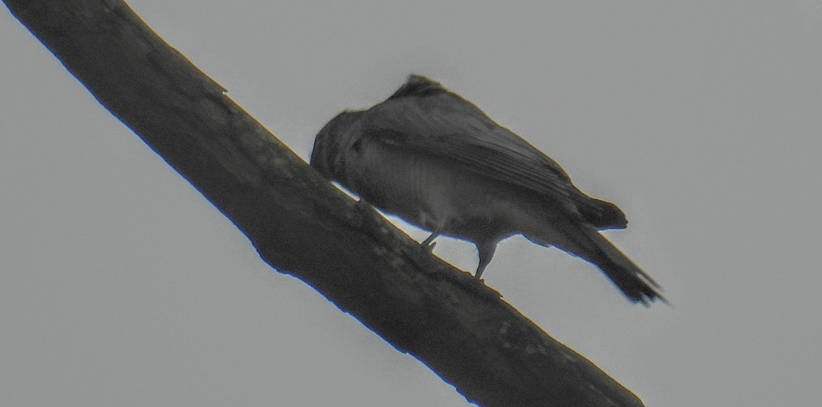 Indian Cuckooshrike - ML644300259