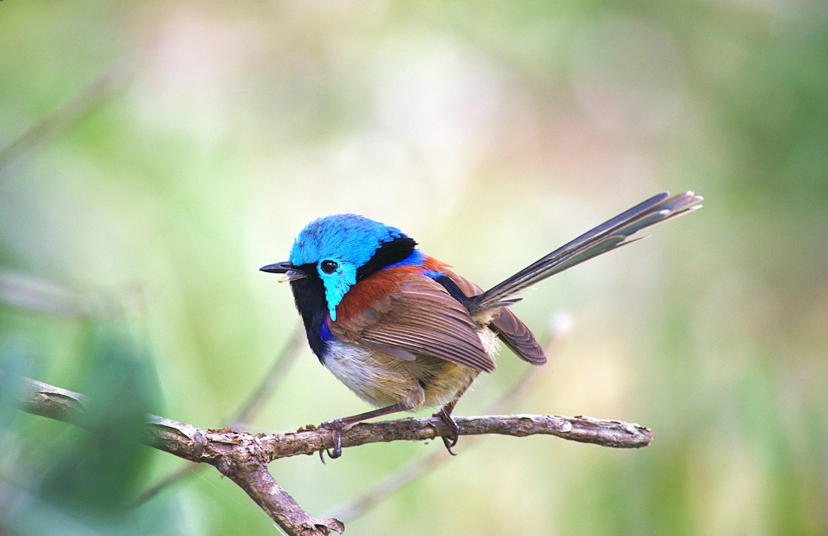 Variegated Fairywren - ML644300260