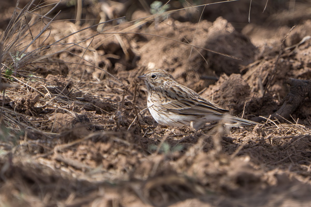 Vesper Sparrow - ML644300261