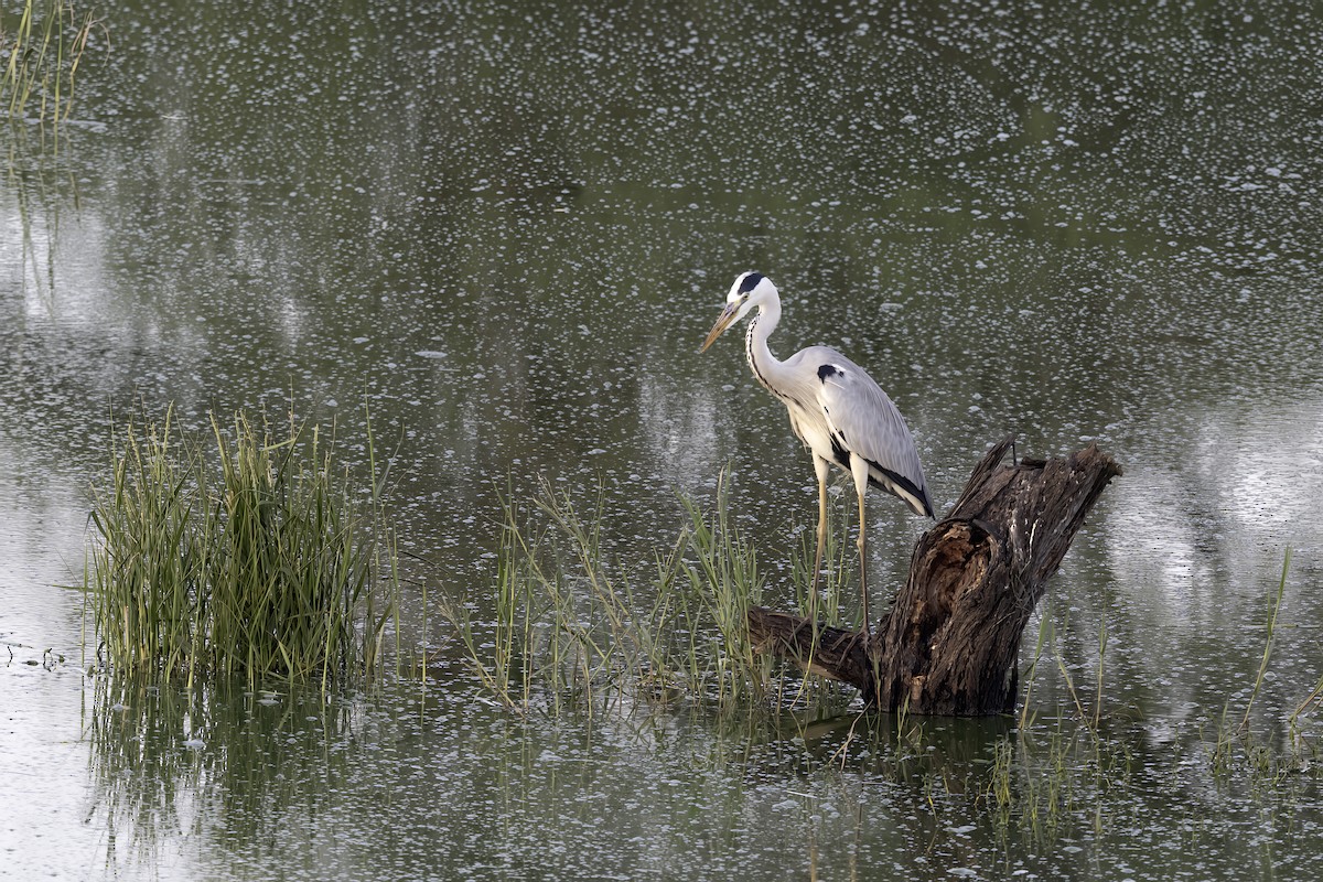 蒼鷺 - ML644300264