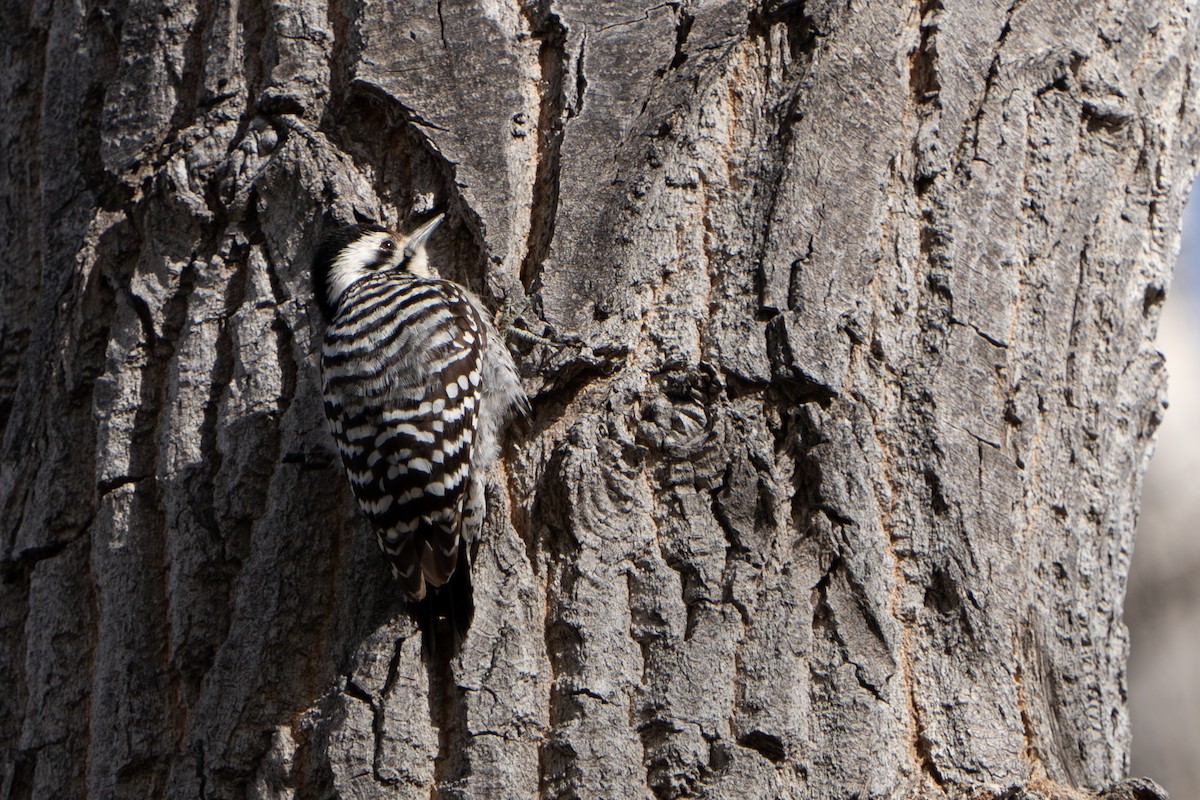 Ladder-backed Woodpecker - ML644300265