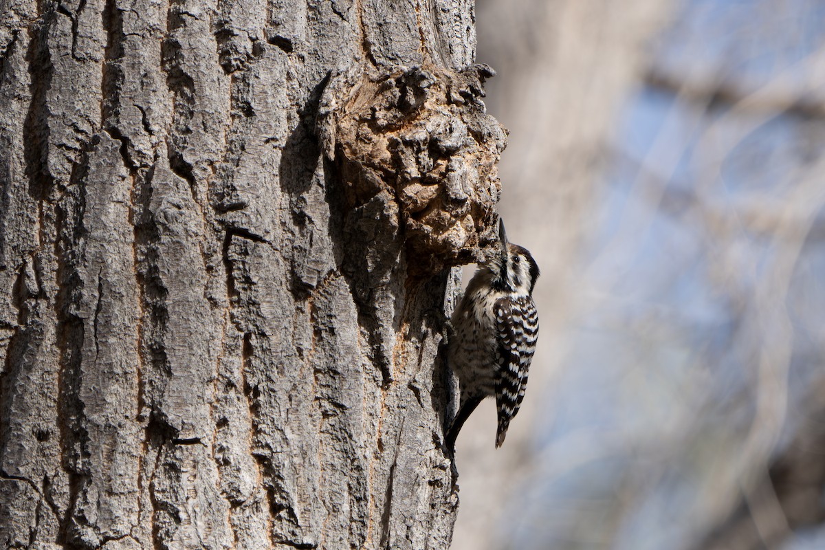 Ladder-backed Woodpecker - ML644300266