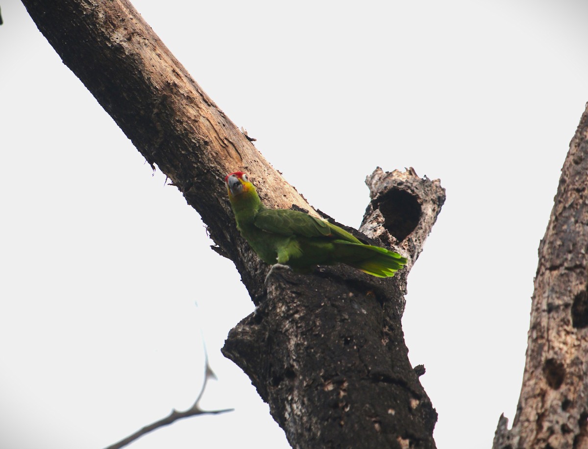 Lilacine Amazon - ML644300267