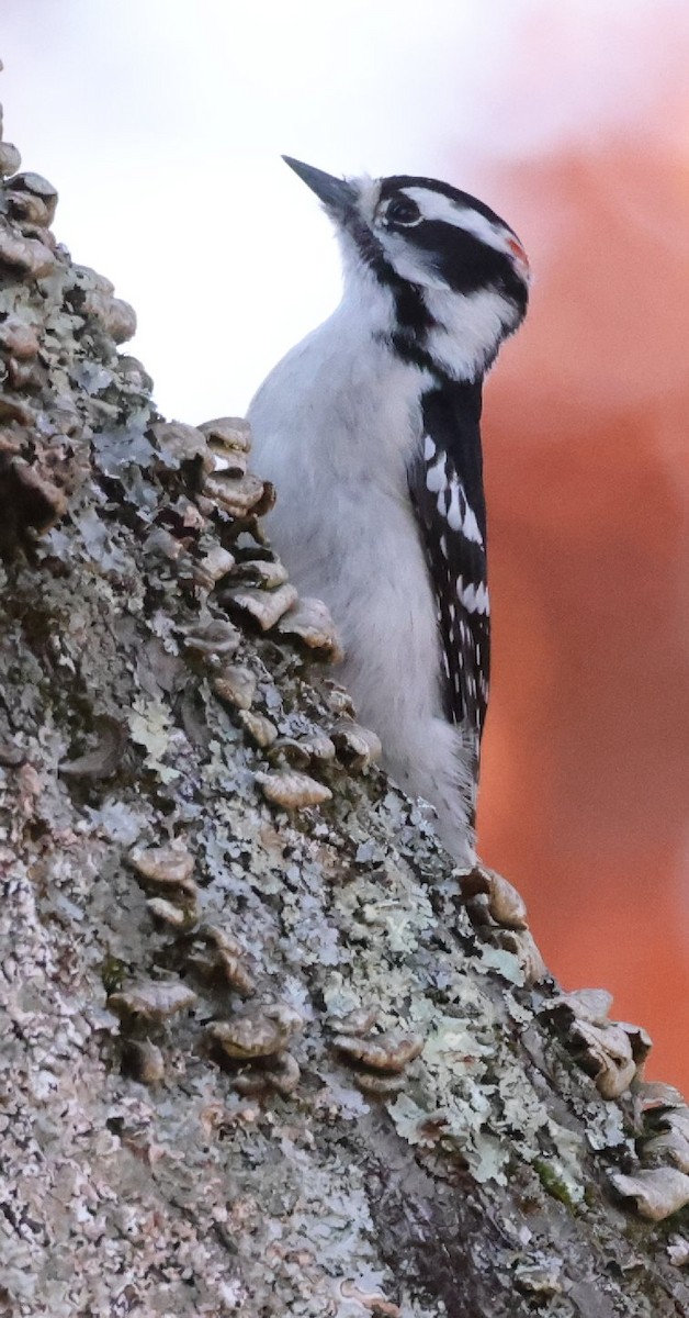 Downy Woodpecker (Eastern) - ML644300268