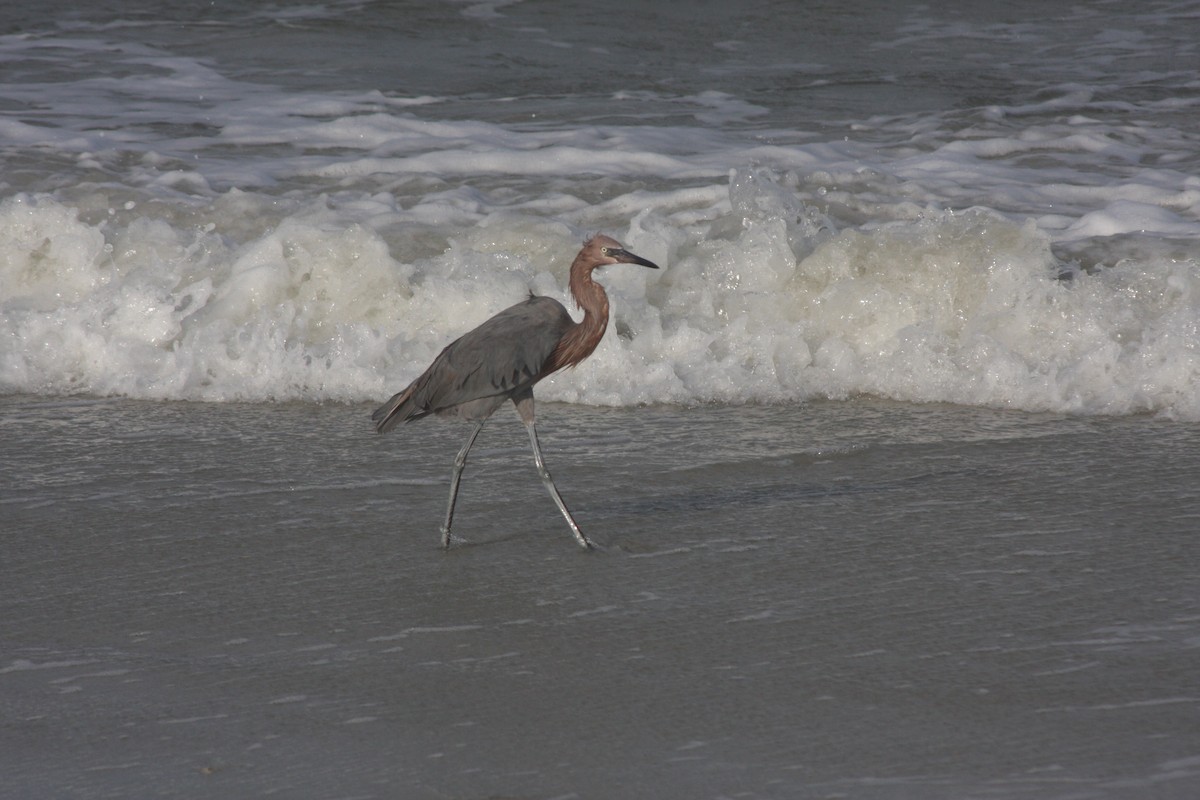 Reddish Egret - ML644300269