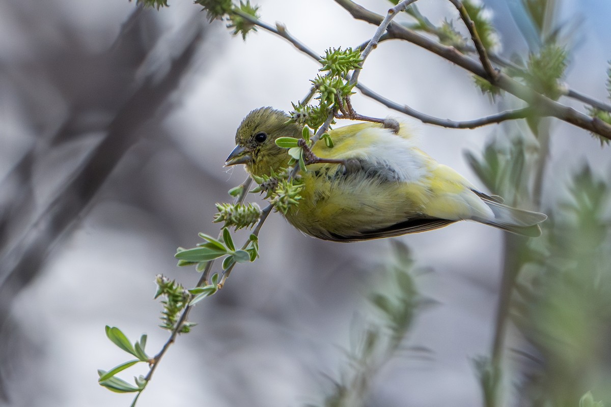 Lesser Goldfinch - ML644300270