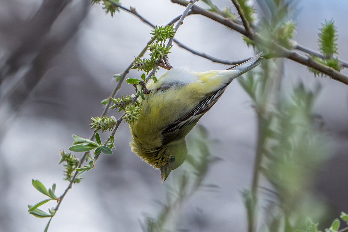 Lesser Goldfinch - ML644300271