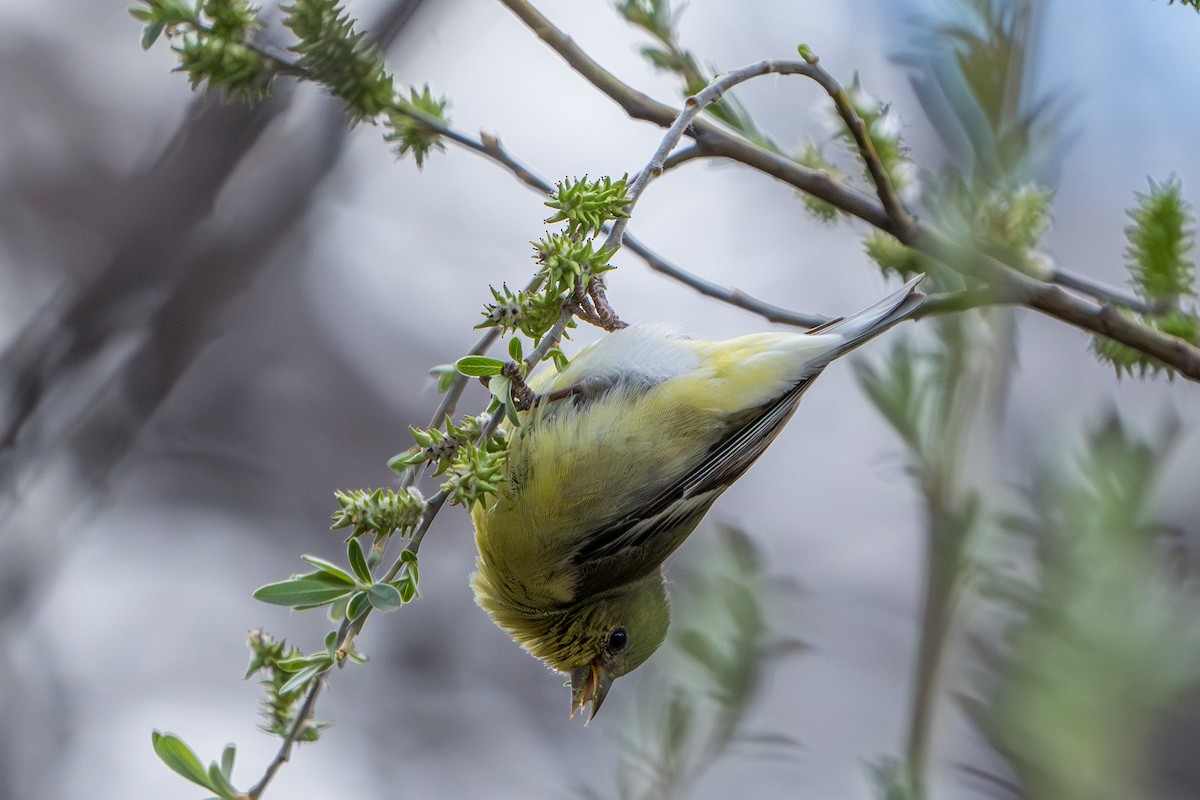 Lesser Goldfinch - ML644300272