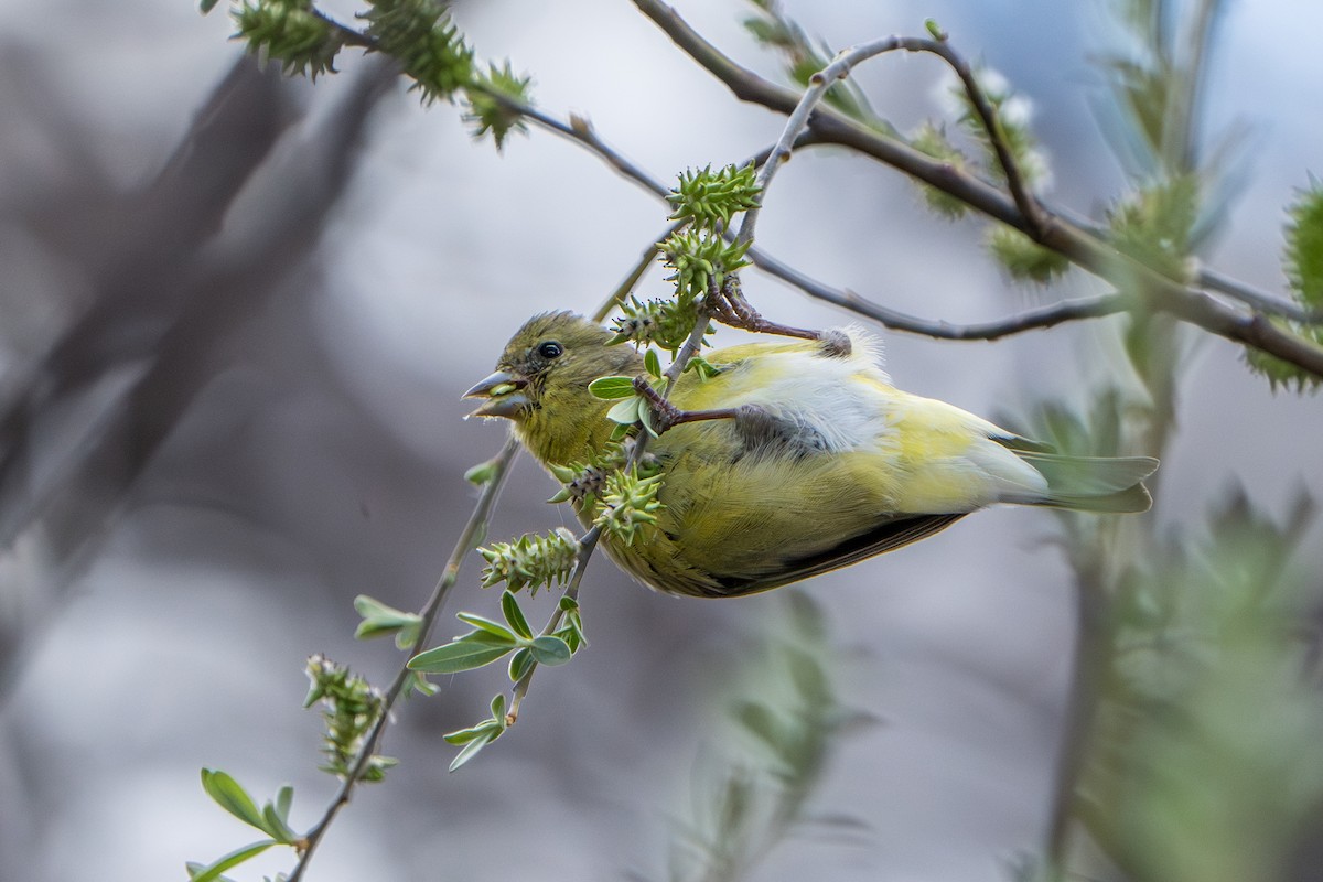 Lesser Goldfinch - ML644300273