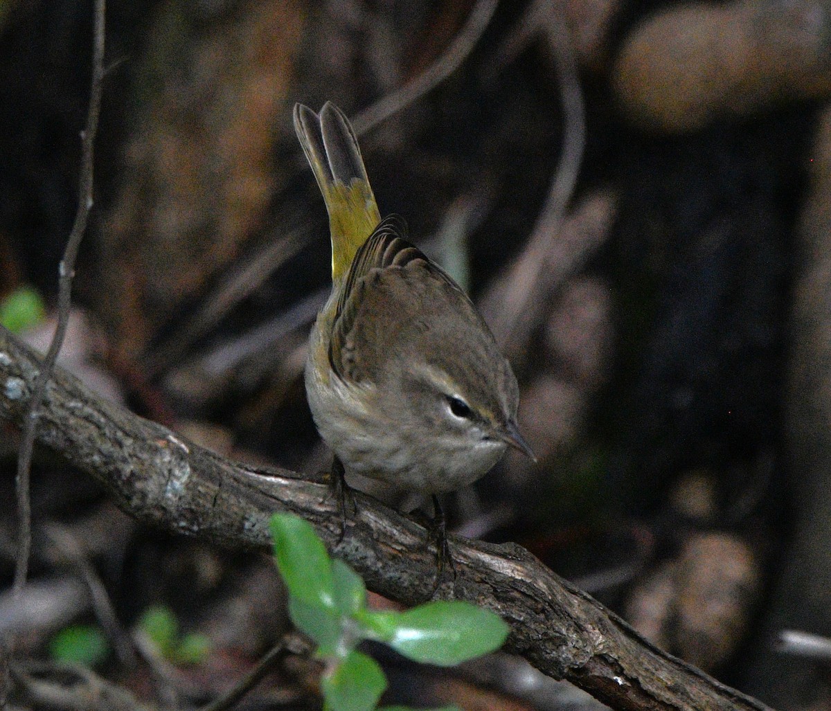 Palm Warbler - ML644300276