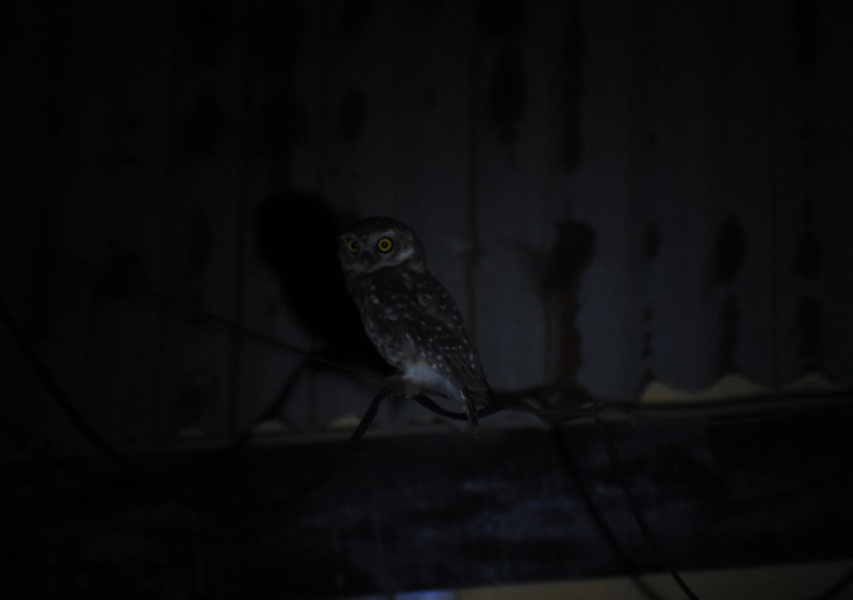 Spotted Owlet - ML644300277