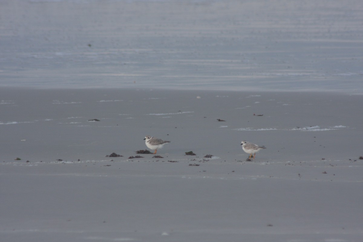 Piping Plover - ML644300278